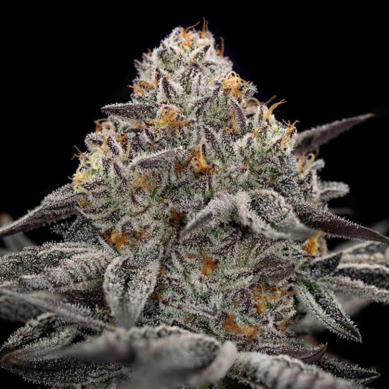 Oreoz 5 seed pack