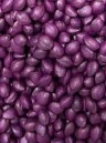 Indica Cannabis Seeds